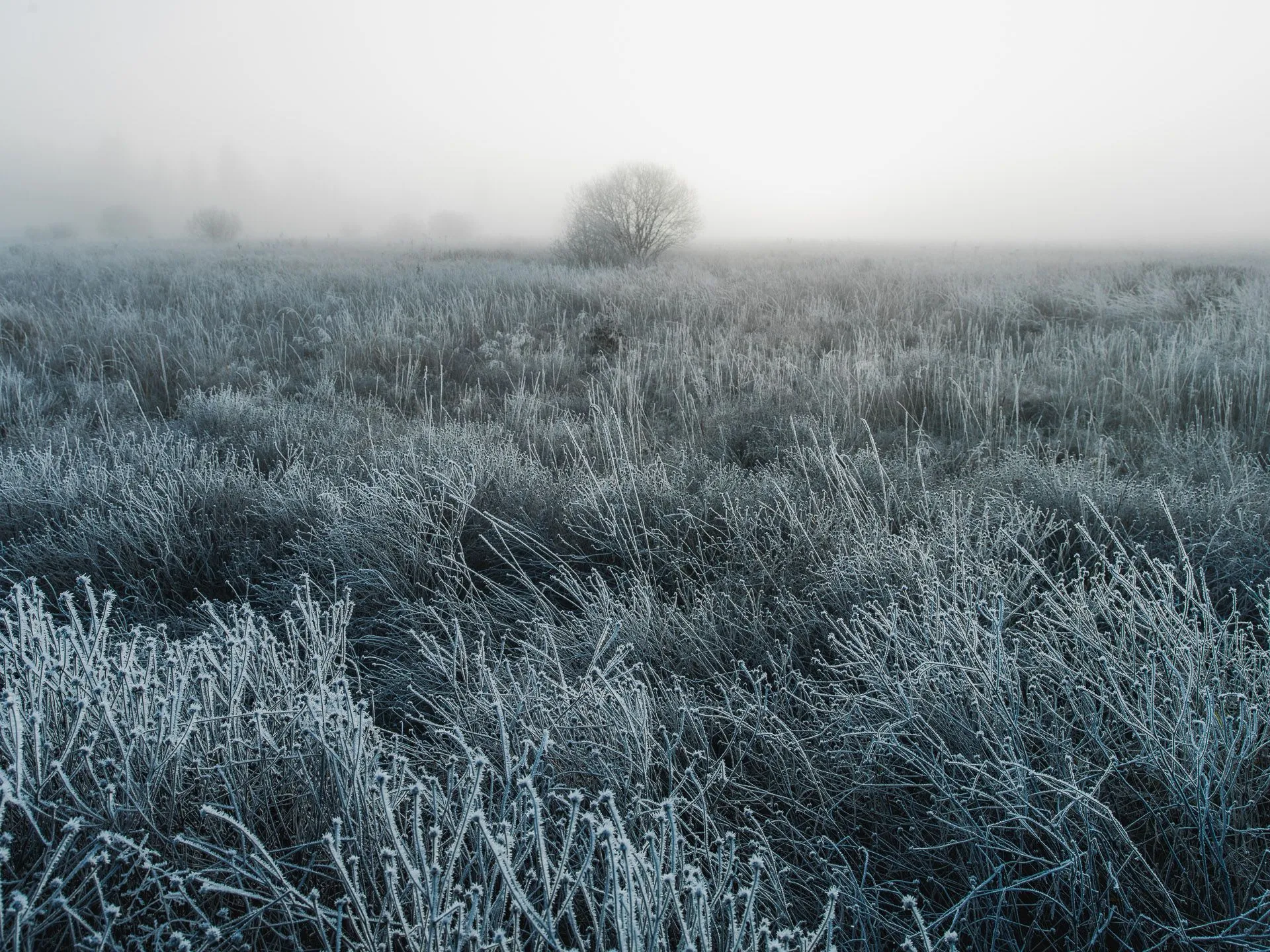 Frozen Field