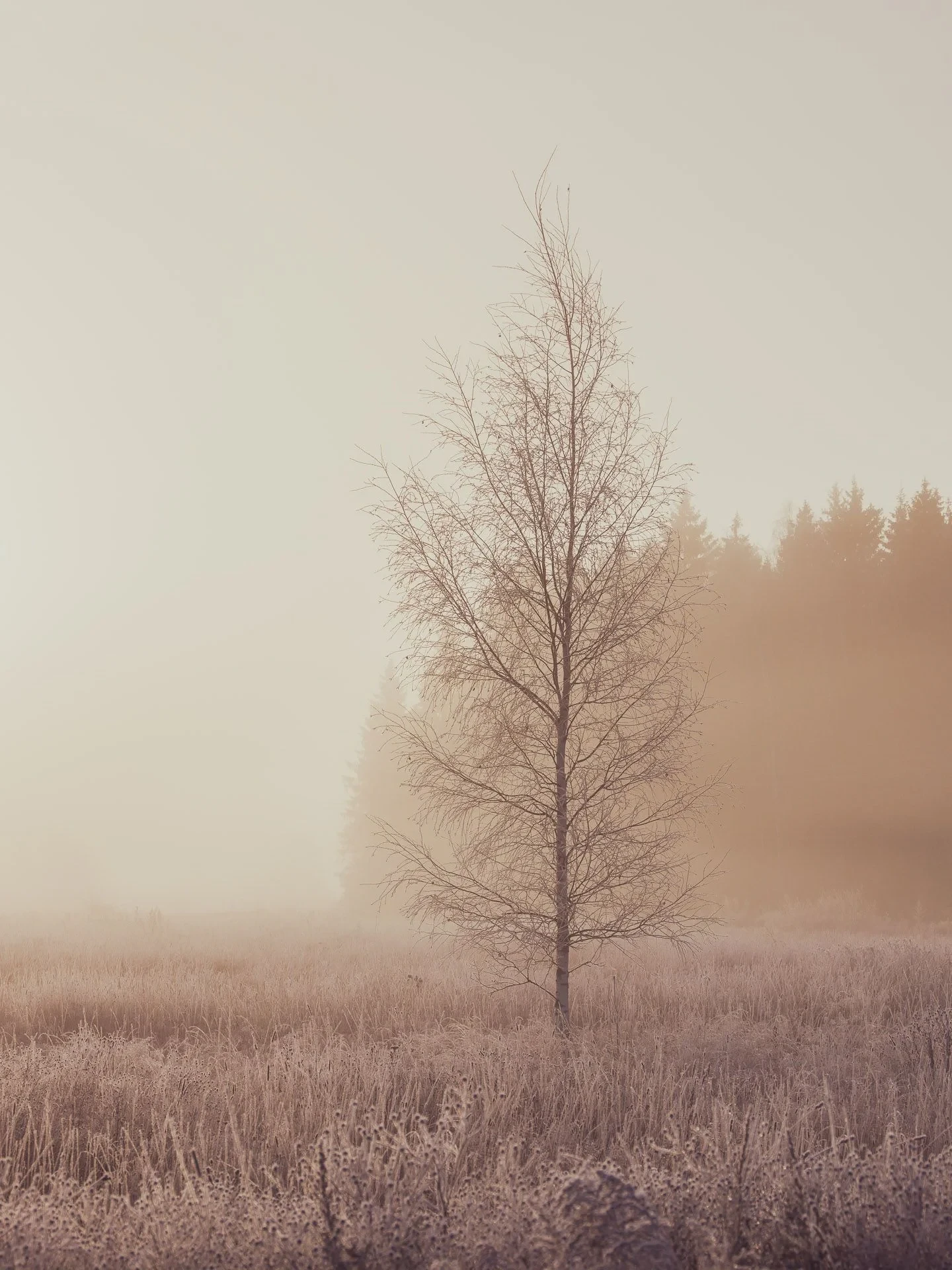 Waiting for the Winter